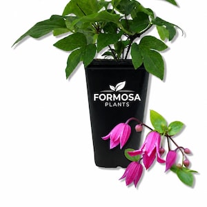 May include: A potted plant with green leaves and vibrant pink flowers. The black pot features the text "FORMOSA PLANTS". The flowers are bell-shaped and hang from a slender stem, adding a touch of elegance to the plant.