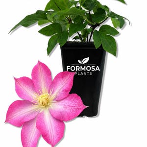 May include: A potted plant with green leaves and a vibrant pink flower with a yellow center. The black pot has the text "FORMOSA PLANTS" in white. The flower is in full bloom, showcasing its delicate petals.