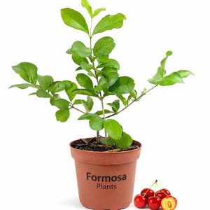 Barbados Cherry - Live Plant in a 4 Inch Pot - Tropical Fruit Plant Edible Cherry Tree - Malpighia Emarginata
