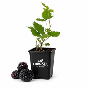 Arapaho BlackBerry - 1 Live Plant in a 2 Inch Pot - Rubus image 1