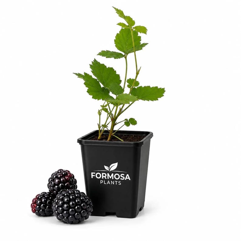 Arapaho BlackBerry - 1 Live Plant in a 2 Inch Pot - Rubus image 1