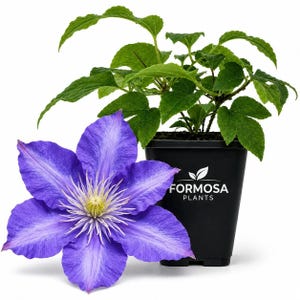 May include: A vibrant purple clematis flower with a yellow centre positioned next to a black plastic nursery pot containing a green leafy plant. The pot features the white text FORMOSA PLANTS with a leaf icon printed on the front side.