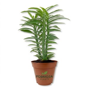 Devil's Backbone Plant-1 Live Plant in a 2 Inch Pot-Tropical Succulent, Striking Zigzag Stem Architectural plant-Pedilanthus tithymaloides