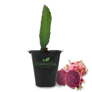 May include: A green dragon fruit cactus cutting planted in a black plastic pot with the text FORMOSA PLANTS printed on the front. Next to the pot are one whole pink dragon fruit and one halved dragon fruit showing dark red flesh with seeds.