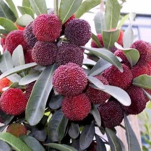Peut inclure: Gros plan d'une plante avec des grappes de baies rouges et violet foncé. Les baies ont une surface texturée et sont entourées de feuilles vertes. L'image met en valeur la beauté naturelle de la plante.