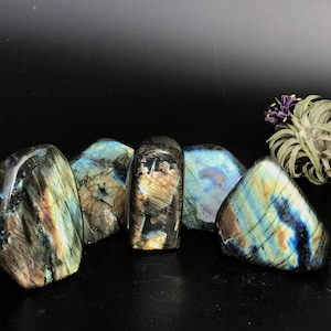 May include: Five polished labradorite stones featuring iridescent flashes of blue, gold, and green against a dark grey base. The stones have smooth, rounded surfaces with visible natural fissures and internal layers. A small air plant is visible.