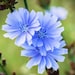 ChicoryPeddler