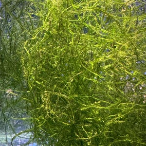 May include: Close-up of vibrant green aquatic plant, likely moss, with delicate, thread-like structures. The plant has a dense, textured appearance, with varying shades of green. The image is well-lit, highlighting the plant's intricate details.