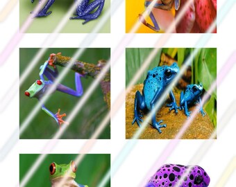 Frog 1.50 inch Square Tile Images 4x6 Digital Collage Sheet Instant Download