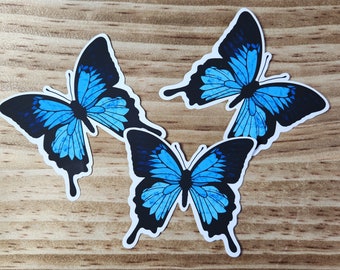 Blue Emperor Butterfly