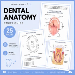Dental Anatomy Study Guide | Printable PDF | Dental School Notes | Instant Download