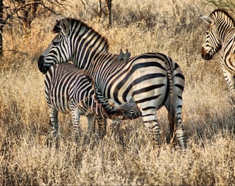 Zebra Mom and Baby  -Fine Art Photography Print - 8x12 - Kruger, South Africa