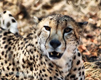 Cheetah Roar -Fine Art Photography Print - 8x12 - Kruger, South Africa