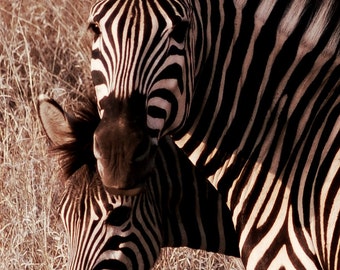 Zebra Mom and Baby  -Fine Art Photography Print - 8x12 - Kruger, South Africa