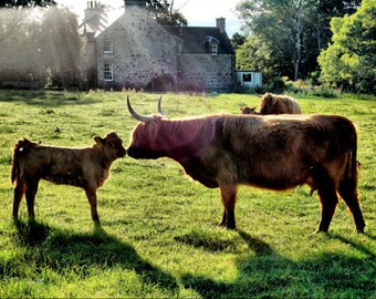 Scotland Highland Cows Mom and Baby-  Fine Art Photography Print - 8x12 - Travel Family