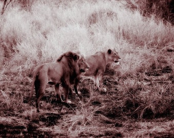 Lions Romance -Fine Art Photography Print - 8x12 - Kruger, South Africa