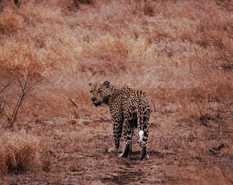 Lonely Leopard -Fine Art Photography Print - 8x12 - Kruger, South Africa