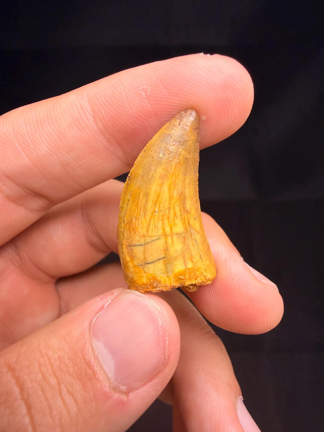 Carcharodontosaurus Dinosaur Tooth - 1.25 Inches - Etsy