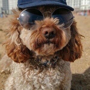 May include: A light brown dog wearing a navy blue baseball cap and round sunglasses. The dog has curly fur and is sitting on a sandy beach. The dog is wearing a blue collar with a decorative tag.