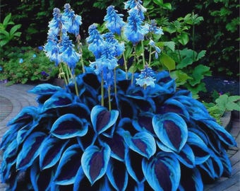 200+ Blue & Black Hosta Seeds – Rare Shade-Loving Perennials