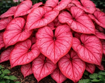 Pink Princess Caladium Bulbs Shade Tropical Garden Decorative Foliage Container Plant