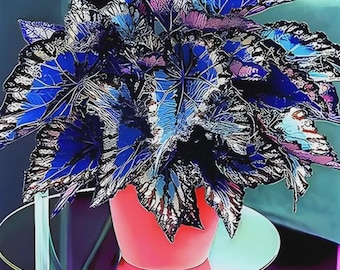 120+ Blue White Coleus Seeds – Colorful Shade Foliage Plant
