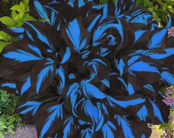 200+ Black & Blue Hosta Seeds | Heart-Shaped Foliage | Shade-Loving Perennial Plant