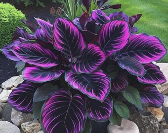 200+ Pink Black Hosta Seeds – Rare Perennial Shade Garden Plant