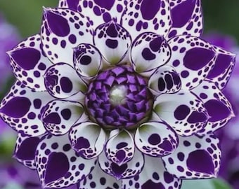 100+ Giant Dahlia Seeds Dinner Plate Exotic Garden Border Flowers Plant