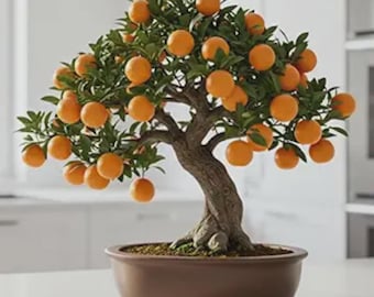 Hardy Orange Bonsai Tree Seeds Fruit Bearing Citrus Mini Plant Grow Kit