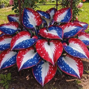 May include: A close-up of a hosta plant with large, heart-shaped leaves. The leaves are uniquely colored with a patriotic theme, featuring red, white, and blue hues. The leaves have a speckled pattern, adding to their visual appeal. The plant is in a garden setting.