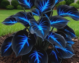 200+ Blue Black Hosta Seeds, Rare Heart Shaped Shade Perennial Plant