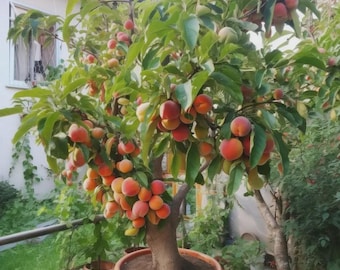 Bonsai Peach Tree Seeds Mini Fruit Tree Easy Grow Home Garden Plant