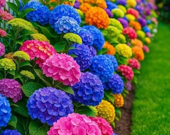 200+ Pink Purple Hydrangea Seeds – Mixed Color Perennial Flower Seeds