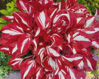 Red & White Hosta Seeds – 290+ Rare Perennial Plants