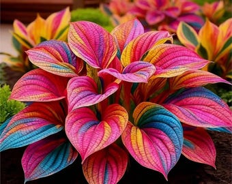 Rainbow Hosta Seeds – 302+ Perennial Shade Garden Plants