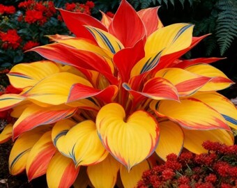 Red & Yellow Hosta Seeds – 350+ Heart-Shaped Perennials