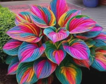 200+ Rainbow Hosta Seeds – Rare Perennial Shade Garden Plant