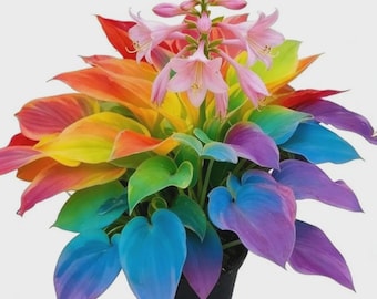200+ Rainbow Hosta Seeds – Rare Perennial Shade Garden Plant