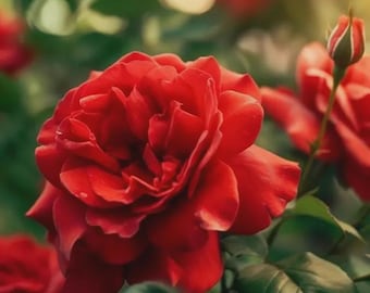 290+ Red Rose Seeds – Exotic Perennial Garden Flowers