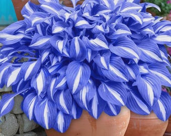 200+ Blue White Hosta Seeds – Rare Perennial Shade Garden Plant