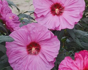 120+ Pink Red Hibiscus Seeds – Giant Perennial Garden Flowers