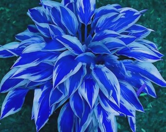 220+ Blue & White Hosta Seeds – Rare Shade Perennials