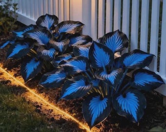 200+ Blue Black Hosta Seeds – Shade Loving Perennial Garden