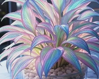 200+ Rainbow Mixed Hosta Seeds – Shade Loving Perennial Garden