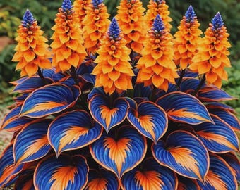 200+ Orange Purple Hosta Seeds – Shade Loving Perennial Garden