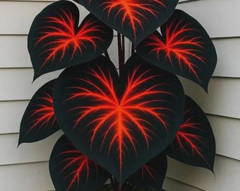 200+ Mixed Hosta Seeds for Planting, Rare Perennial Shade Garden Flowers