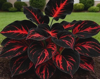 Red Black Hosta Seeds Rare Perennial Shade Plants Easy Grow Garden