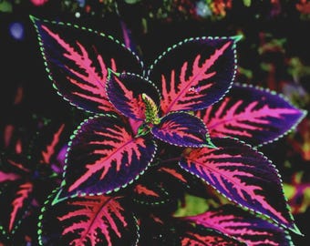 Coleus Seeds Rainbow Mix Heirloom Colorful Indoor Outdoor Garden Foliage Plant
