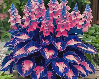 200+ Purple Pink Hosta Seeds – Heart-Shaped Shade Perennial